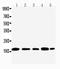 Nucleolysin TIA-1 isoform p40 antibody, PA2194, Boster Biological Technology, Western Blot image 