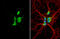 Galanin Receptor 2 antibody, GTX100382, GeneTex, Immunofluorescence image 