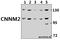 Cyclin And CBS Domain Divalent Metal Cation Transport Mediator 2 antibody, A06796, Boster Biological Technology, Western Blot image 