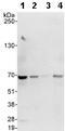 Chromatin Licensing And DNA Replication Factor 1 antibody, ab70829, Abcam, Western Blot image 