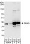 Chromatin Target Of PRMT1 antibody, A303-411A, Bethyl Labs, Western Blot image 