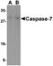 Caspase 7 antibody, AHP1788, Bio-Rad (formerly AbD Serotec) , Immunohistochemistry paraffin image 