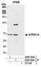 ATPase H+ Transporting V1 Subunit A antibody, A305-194A, Bethyl Labs, Immunoprecipitation image 