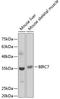 Baculoviral IAP Repeat Containing 7 antibody, A12600, ABclonal Technology, Western Blot image 