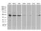BCL2 Associated Athanogene 5 antibody, LS-C799719, Lifespan Biosciences, Western Blot image 