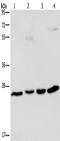 ETHE1 Persulfide Dioxygenase antibody, TA349945, Origene, Western Blot image 