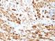 S100 Calcium Binding Protein A1 antibody, NBP2-44591, Novus Biologicals, Immunohistochemistry frozen image 