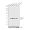 Di-Methyl-Histone H3 antibody, 701764, Invitrogen Antibodies, Western Blot image 