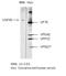 Sideroflexin 1 antibody, TA352908L, Origene, Western Blot image 