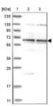 Zinc Finger Protein 324B antibody, NBP1-92614, Novus Biologicals, Western Blot image 