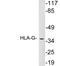 Major Histocompatibility Complex, Class I, G antibody, LS-B11420, Lifespan Biosciences, Western Blot image 
