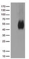 B7 antibody, TA812246, Origene, Western Blot image 