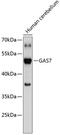 Growth arrest-specific protein 7 antibody, 18-794, ProSci, Western Blot image 