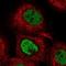 Eyes absent homolog 3 antibody, PA5-62609, Invitrogen Antibodies, Immunofluorescence image 