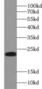 h12 antibody, FNab07281, FineTest, Western Blot image 