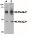 Regulator Of Microtubule Dynamics 2 antibody, NBP2-41121, Novus Biologicals, Western Blot image 