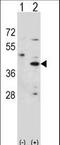 3 beta-hydroxysteroid dehydrogenase/Delta 5-->4-isomerase type 1 antibody, LS-C165040, Lifespan Biosciences, Western Blot image 