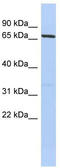 PR/SET Domain 1 antibody, TA330023, Origene, Western Blot image 