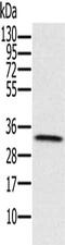 Hydroxysteroid 17-Beta Dehydrogenase 8 antibody, CSB-PA588793, Cusabio, Western Blot image 