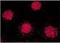 FKBP Prolyl Isomerase 4 antibody, NB110-96874, Novus Biologicals, Immunocytochemistry image 