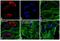 His tag antibody, MA1-21315-D550, Invitrogen Antibodies, Immunofluorescence image 