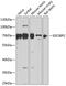 Imp2 antibody, 15-372, ProSci, Western Blot image 