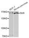 BCL9 Transcription Coactivator antibody, PA5-76568, Invitrogen Antibodies, Western Blot image 