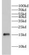 Glutaredoxin 2 antibody, FNab03491, FineTest, Western Blot image 