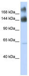 CG1 antibody, TA335934, Origene, Western Blot image 