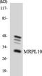 Mitochondrial Ribosomal Protein L10 antibody, LS-C200212, Lifespan Biosciences, Western Blot image 