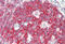 Ribosomal Protein L4 antibody, MBS249014, MyBioSource, Immunohistochemistry frozen image 