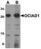 OCIA Domain Containing 1 antibody, A10406, Boster Biological Technology, Western Blot image 