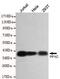 Protein Phosphatase 1 Catalytic Subunit Gamma antibody, MBS475030, MyBioSource, Western Blot image 