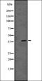 Dual Specificity Phosphatase 6 antibody, orb336514, Biorbyt, Western Blot image 