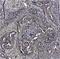 CD44 antibody, MCA1730, Bio-Rad (formerly AbD Serotec) , Flow Cytometry image 