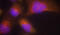 NTRK2 antibody, TA333267, Origene, Immunofluorescence image 