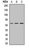 Matrilin 4 antibody, orb412131, Biorbyt, Western Blot image 