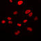 Von Willebrand Factor A Domain Containing 5A antibody, LS-C352464, Lifespan Biosciences, Immunofluorescence image 