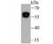 Double-stranded RNA-binding protein Staufen homolog 1 antibody, A04259-1, Boster Biological Technology, Western Blot image 