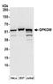 G-Patch Domain And KOW Motifs antibody, A304-625A, Bethyl Labs, Western Blot image 