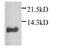 C-X-C Motif Chemokine Ligand 1 antibody, PA1-29220, Invitrogen Antibodies, Western Blot image 