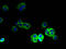 Gamma-Aminobutyric Acid Type A Receptor Beta2 Subunit antibody, A59186-100, Epigentek, Immunofluorescence image 