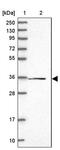 Family With Sequence Similarity 98 Member C antibody, PA5-59356, Invitrogen Antibodies, Western Blot image 