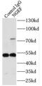 Neuronal Guanine Nucleotide Exchange Factor antibody, FNab05720, FineTest, Immunoprecipitation image 