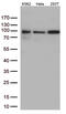 Methylphosphate Capping Enzyme antibody, M08738, Boster Biological Technology, Western Blot image 