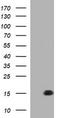 Microseminoprotein Beta antibody, CF803522, Origene, Western Blot image 