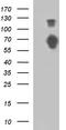 Signal Regulatory Protein Alpha antibody, TA507333, Origene, Western Blot image 