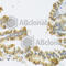 Neuromedin U antibody, A7068, ABclonal Technology, Immunohistochemistry paraffin image 