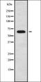Guanylate Cyclase Activator 2B antibody, orb338363, Biorbyt, Western Blot image 
