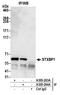 Syntaxin Binding Protein 1 antibody, A305-264A, Bethyl Labs, Immunoprecipitation image 